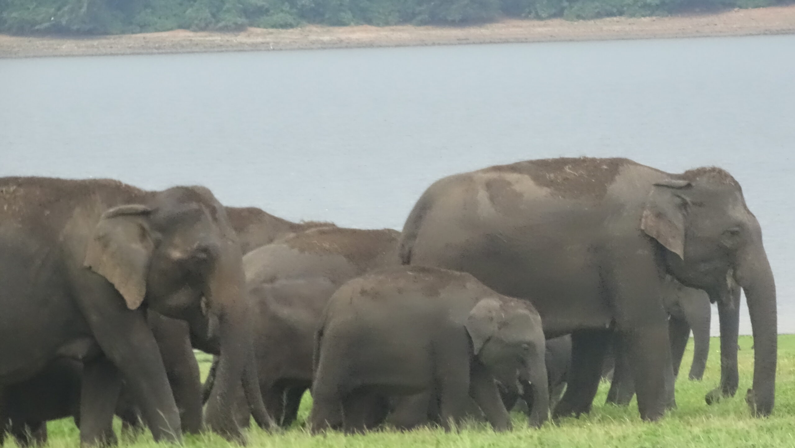 Sri Lanka Safari: Welches Naturerlebnis passt zu dir?